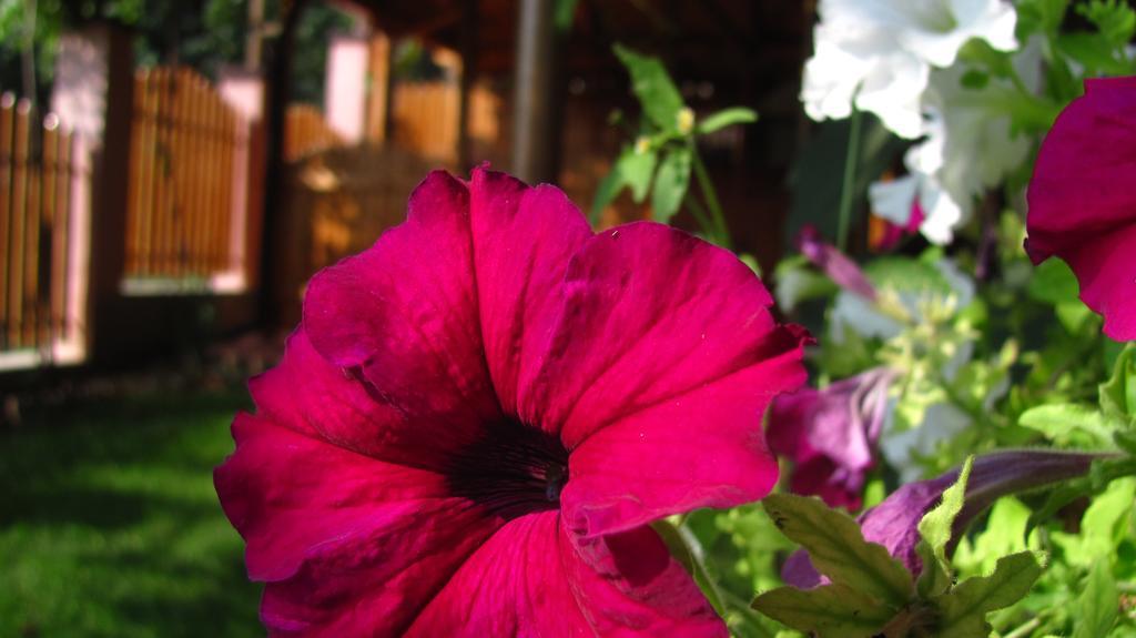 Guesthouse Elena Belogradçik Dış mekan fotoğraf