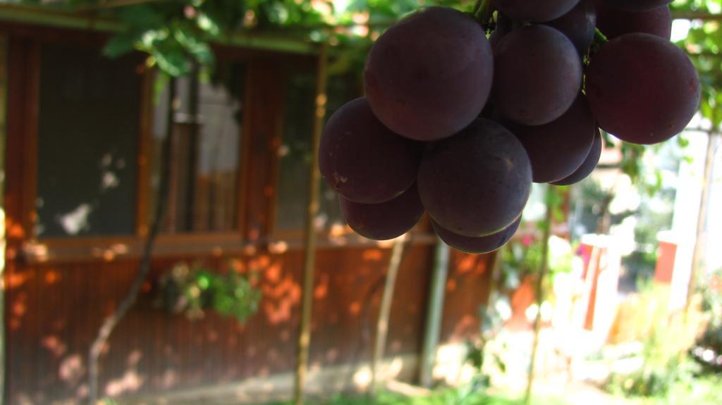 Guesthouse Elena Belogradçik Dış mekan fotoğraf