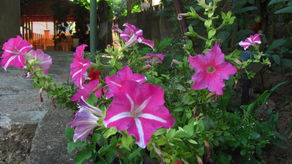 Guesthouse Elena Belogradçik Dış mekan fotoğraf